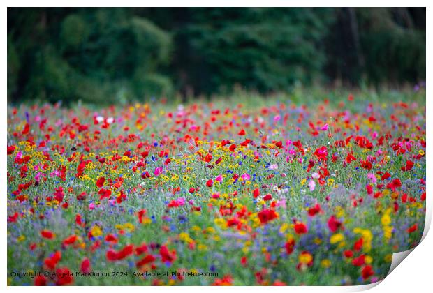 Swinbrook Colourful Poppy Fields Print by Angela MacKinnon