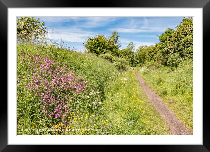 Summer Morning on the Tees Railway Walk  Framed Mounted Print by Richard Laidler