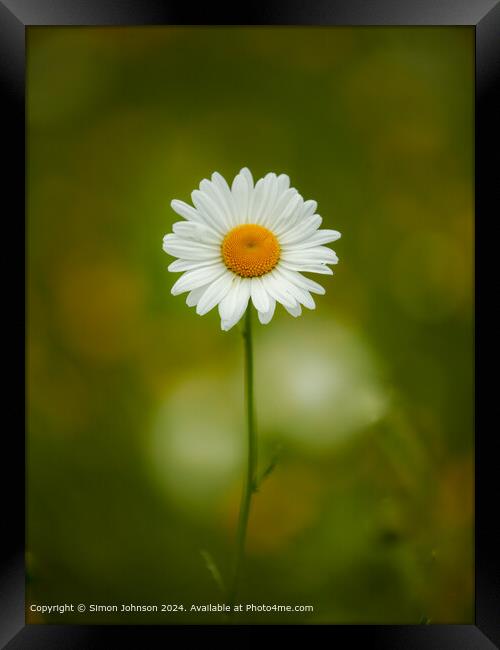 Daisy  flower Framed Print by Simon Johnson