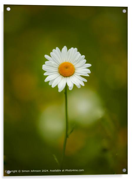  Daisy  flower Acrylic by Simon Johnson