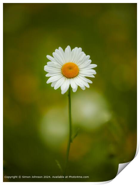  Daisy  flower Print by Simon Johnson