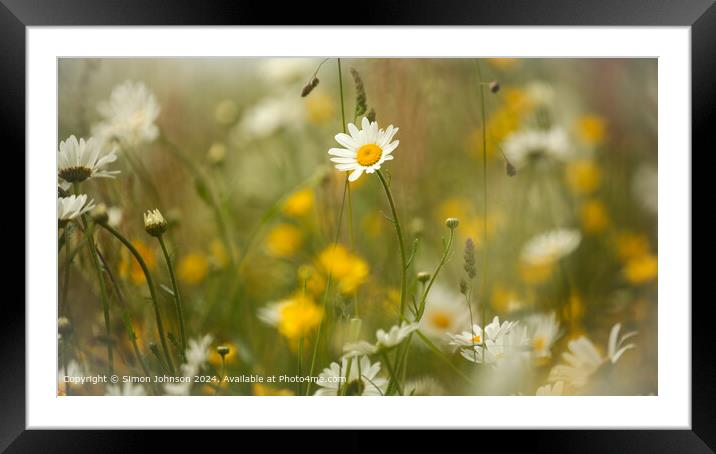 Daisy Flower Close-up,  Framed Mounted Print by Simon Johnson