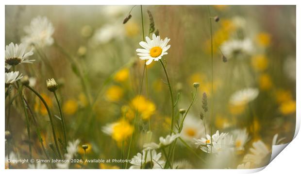 Daisy Flower Close-up,  Print by Simon Johnson