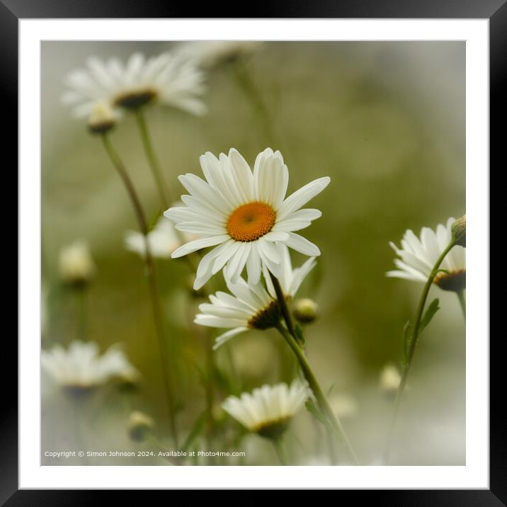 Daisy Nature Close-Up Framed Mounted Print by Simon Johnson