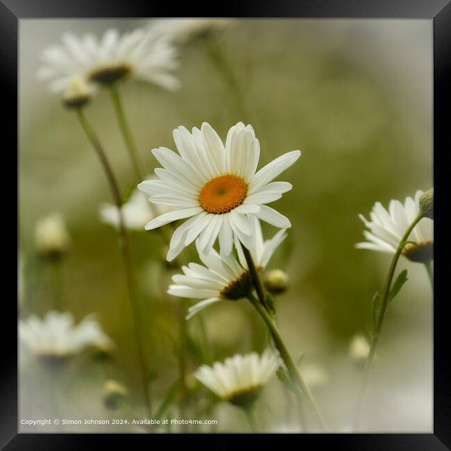 Daisy Nature Close-Up Framed Print by Simon Johnson