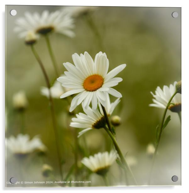 Daisy Nature Close-Up Acrylic by Simon Johnson