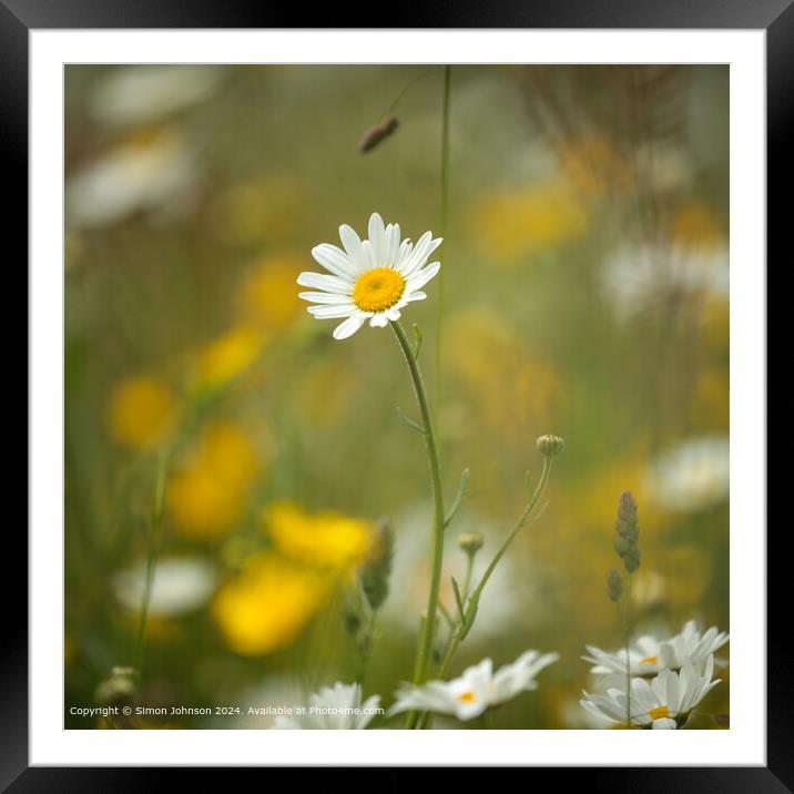  Daisy Nature Close-Up Framed Mounted Print by Simon Johnson