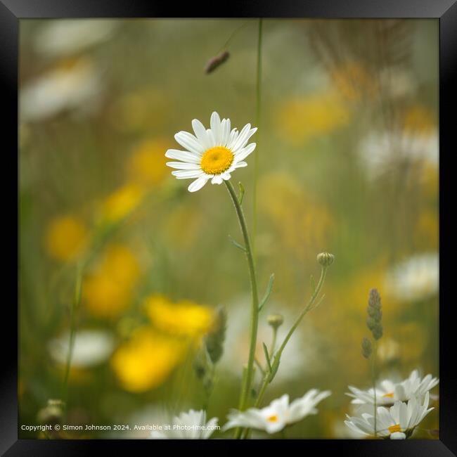  Daisy Nature Close-Up Framed Print by Simon Johnson