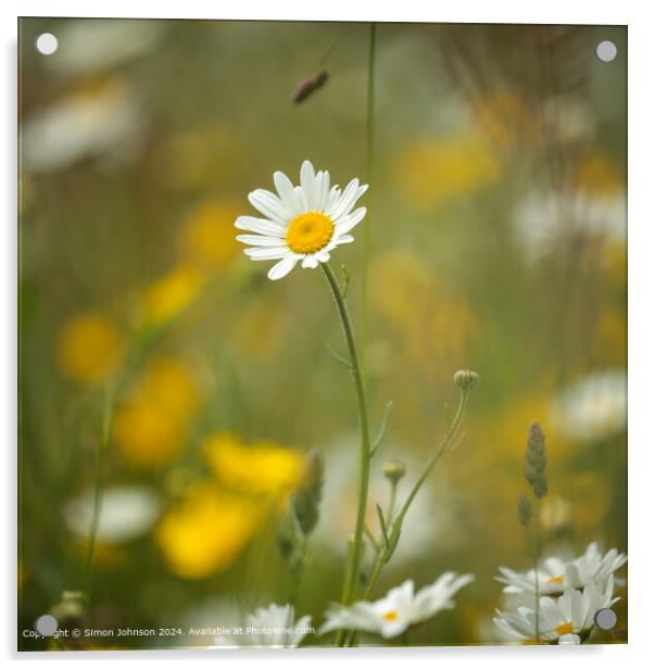  Daisy Nature Close-Up Acrylic by Simon Johnson