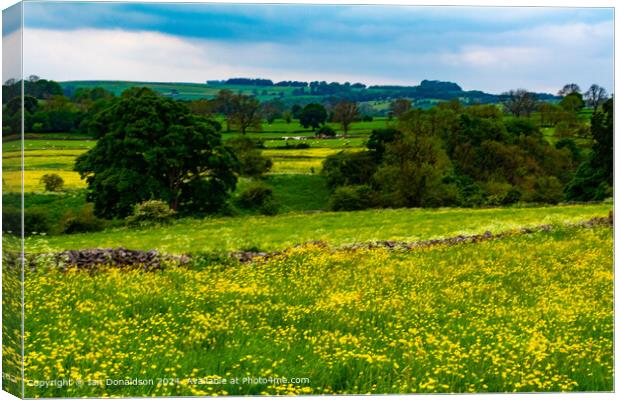 Buttercup Meadows Canvas Print by Ian Donaldson