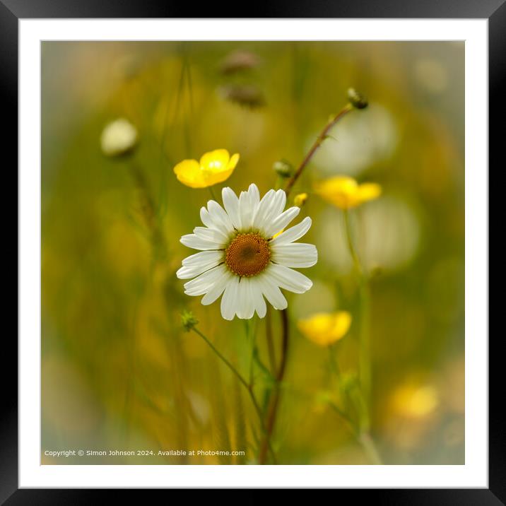 Vibrant Daisy Flower  Framed Mounted Print by Simon Johnson