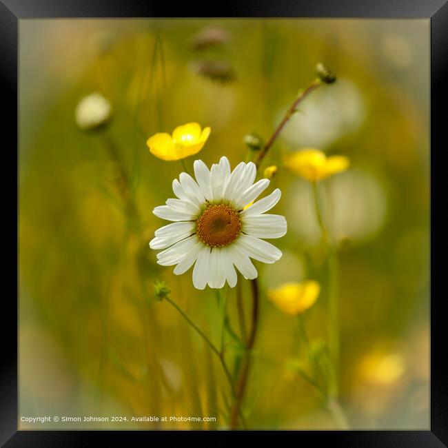 Vibrant Daisy Flower  Framed Print by Simon Johnson