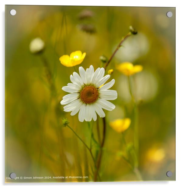 Vibrant Daisy Flower  Acrylic by Simon Johnson