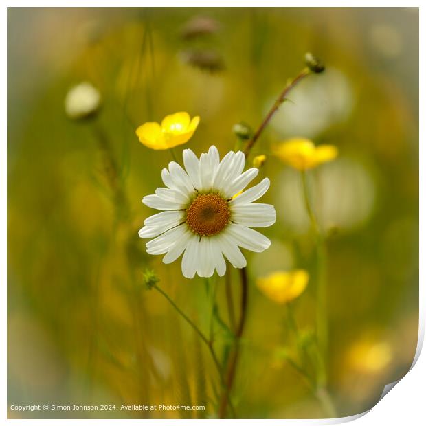 Vibrant Daisy Flower  Print by Simon Johnson