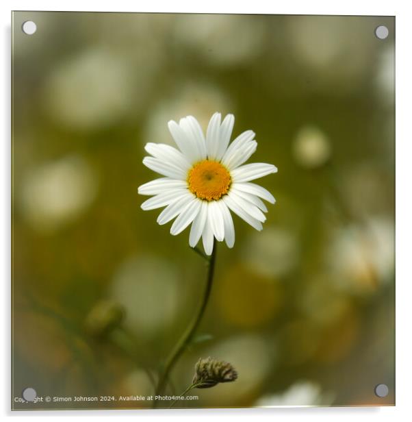  Daisy Close-Up Acrylic by Simon Johnson