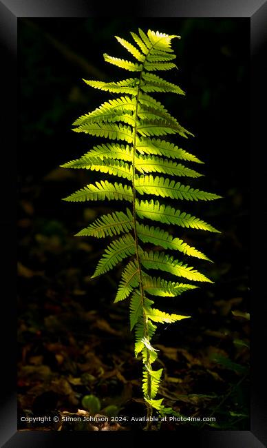 Sunlit Ferns Cotswolds Framed Print by Simon Johnson