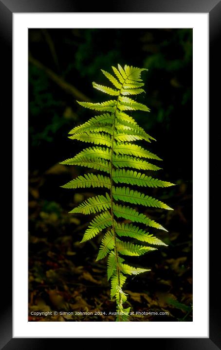 Sunlit Ferns Cotswolds Woods Framed Mounted Print by Simon Johnson