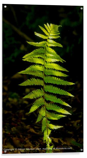 Sunlit Ferns Cotswolds Woods Acrylic by Simon Johnson