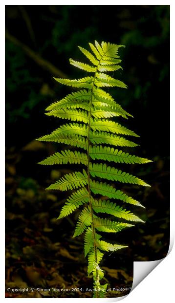 Sunlit Ferns Cotswolds Woods Print by Simon Johnson