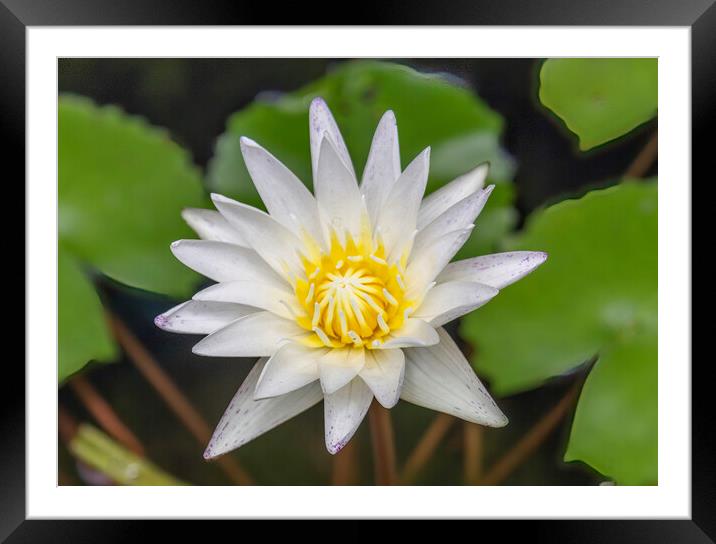 White Water Lily Yellow Framed Mounted Print by Kevin Hellon