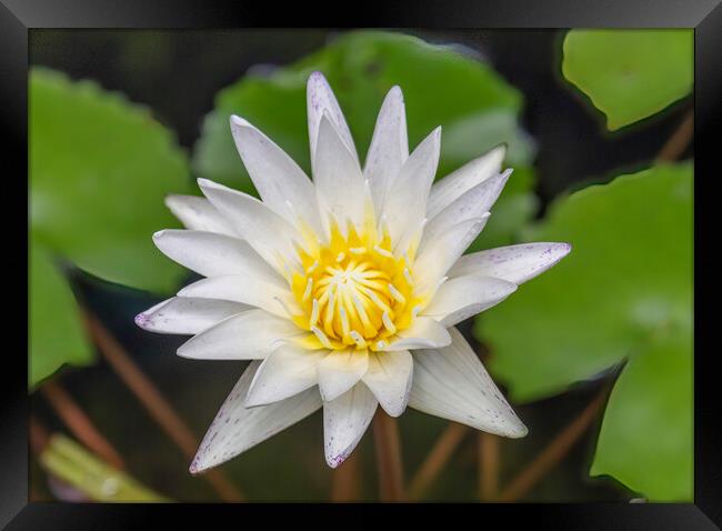 White Water Lily Yellow Framed Print by Kevin Hellon