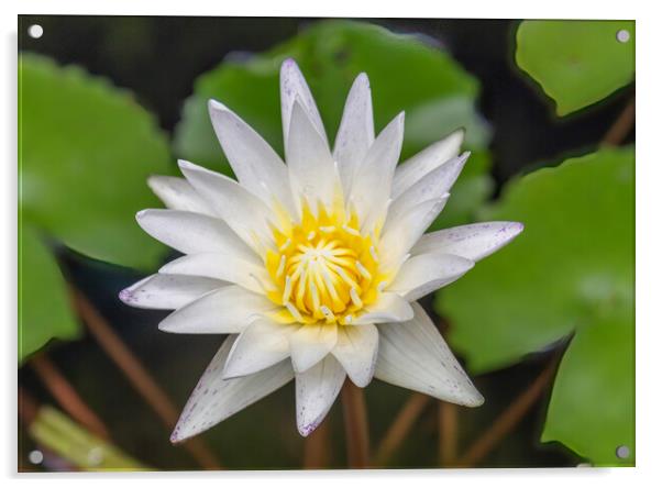 White Water Lily Yellow Acrylic by Kevin Hellon
