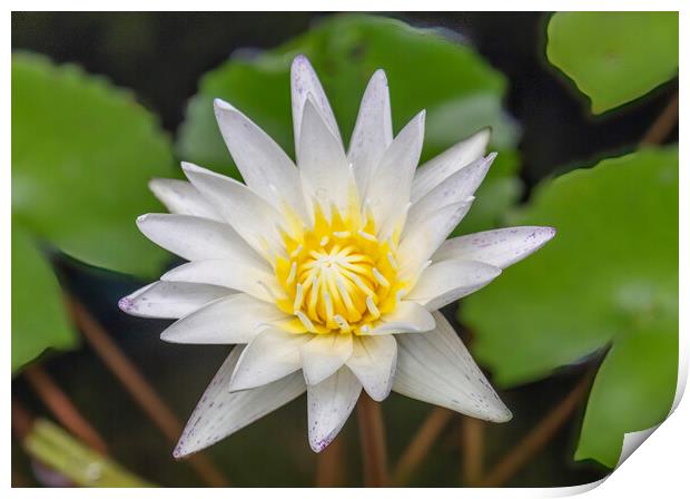 White Water Lily Yellow Print by Kevin Hellon