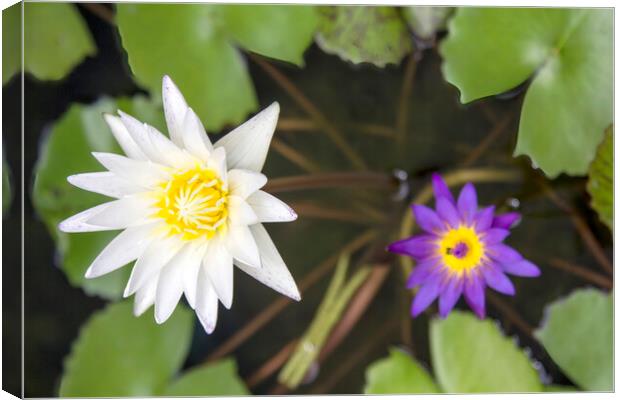 Water Lily Pond: White, Purple, Yellow Canvas Print by Kevin Hellon