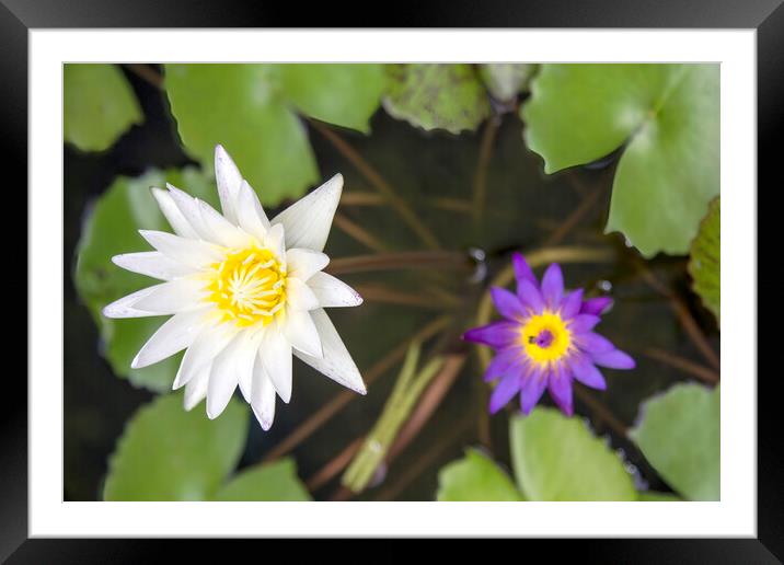 Water Lily Pond: White, Purple, Yellow Framed Mounted Print by Kevin Hellon