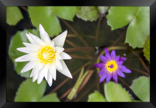Water Lily Pond: White, Purple, Yellow Framed Print by Kevin Hellon