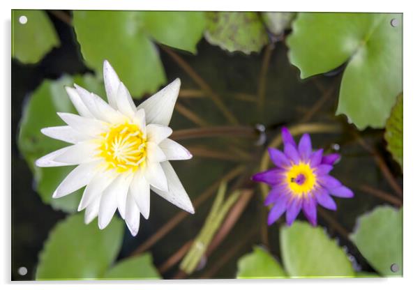 Water Lily Pond: White, Purple, Yellow Acrylic by Kevin Hellon