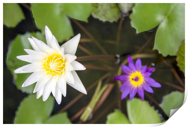 Water Lily Pond: White, Purple, Yellow Print by Kevin Hellon