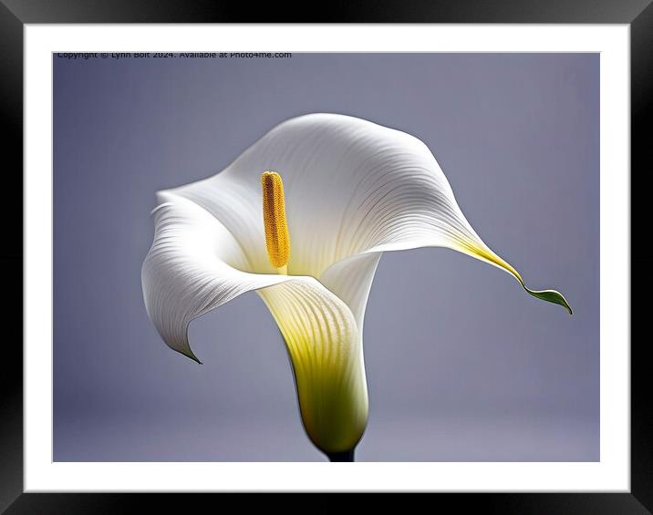 Calla Lilly on a Mauve Background Framed Mounted Print by Lynn Bolt