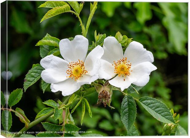 Wild roses Canvas Print by Kevin Wailes