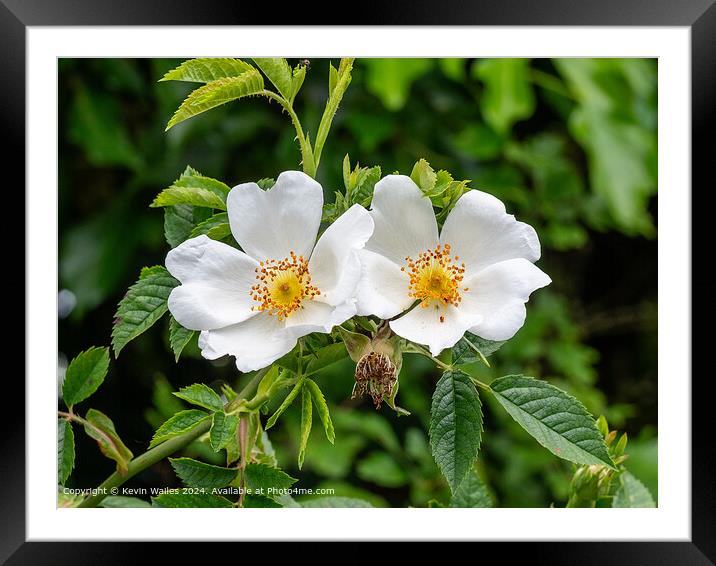 Wild roses Framed Mounted Print by Kevin Wailes