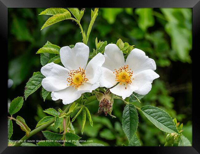 Wild roses Framed Print by Kevin Wailes