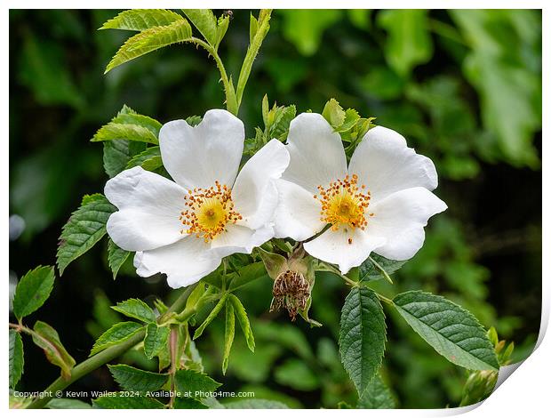 Wild roses Print by Kevin Wailes