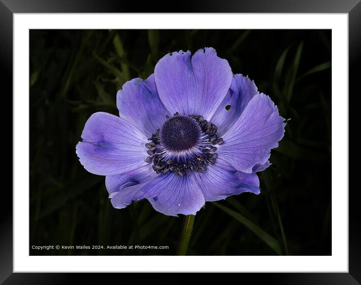 Vivid Purple Anemone  Framed Mounted Print by Kevin Wailes