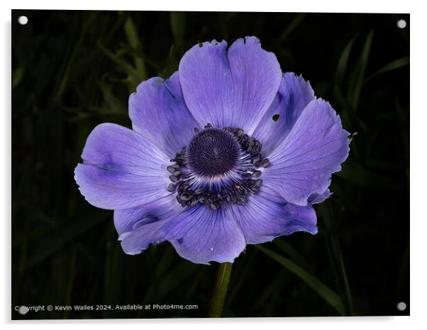 Vivid Purple Anemone  Acrylic by Kevin Wailes