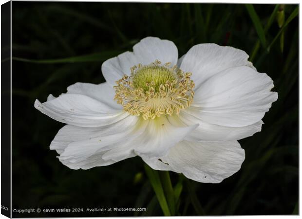 White anemone Canvas Print by Kevin Wailes