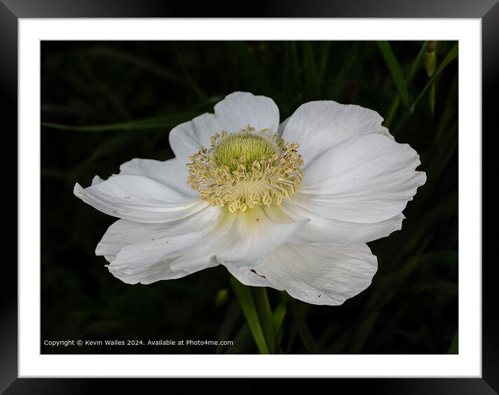 White anemone Framed Mounted Print by Kevin Wailes