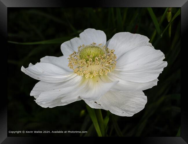 White anemone Framed Print by Kevin Wailes