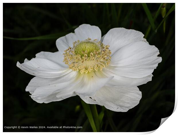 White anemone Print by Kevin Wailes