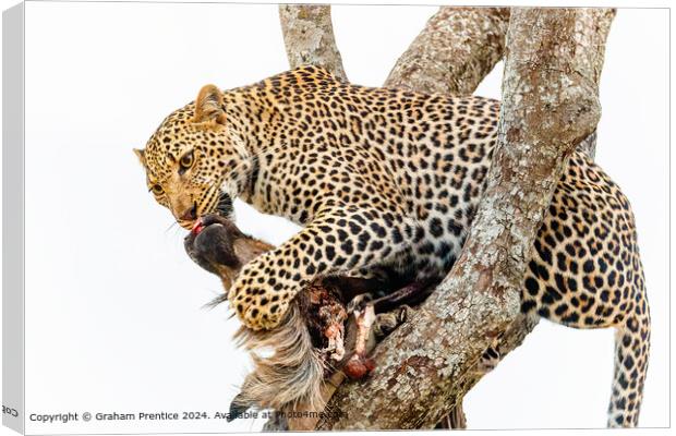 Leopard Wildlife Safari Canvas Print by Graham Prentice