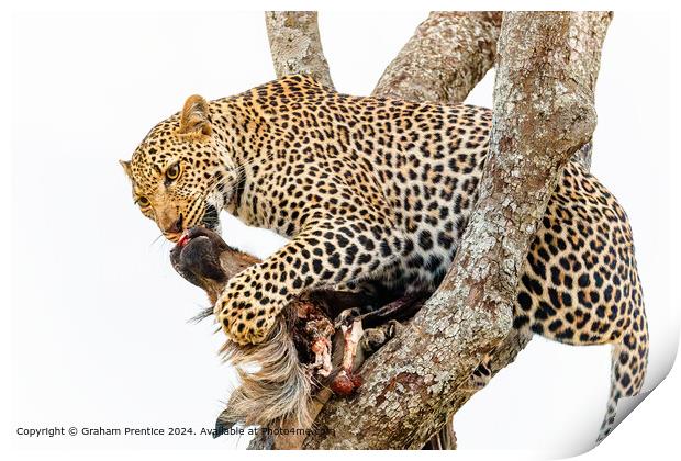 Leopard Wildlife Safari Print by Graham Prentice