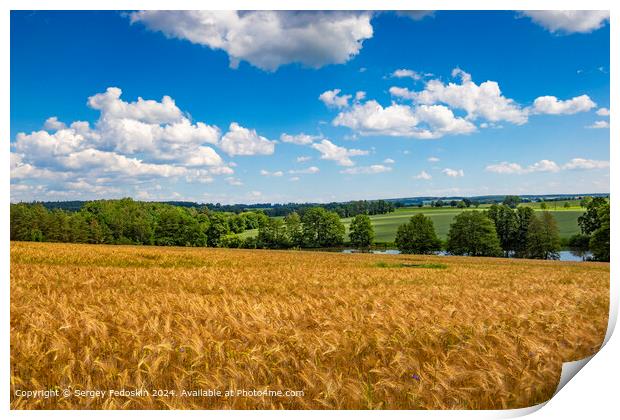 Blue sky with clouds over the rye fields. Agricultural lands. Print by Sergey Fedoskin