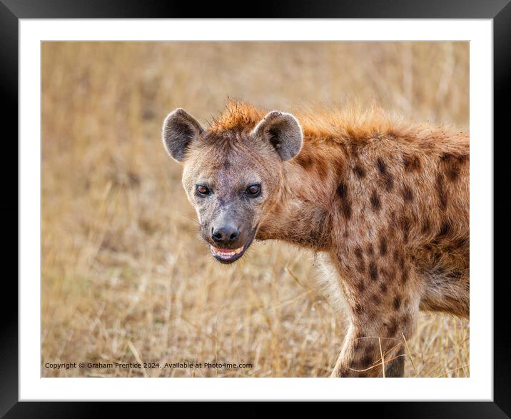 Spotted Hyena Framed Mounted Print by Graham Prentice