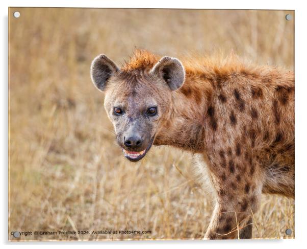 Spotted Hyena Acrylic by Graham Prentice