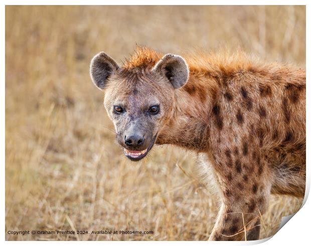 Spotted Hyena Print by Graham Prentice