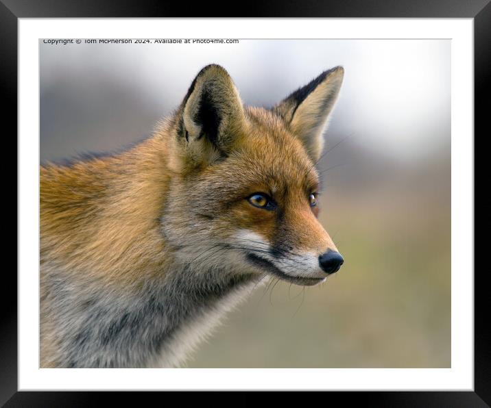 Red Fox Urban Portrait Framed Mounted Print by Tom McPherson